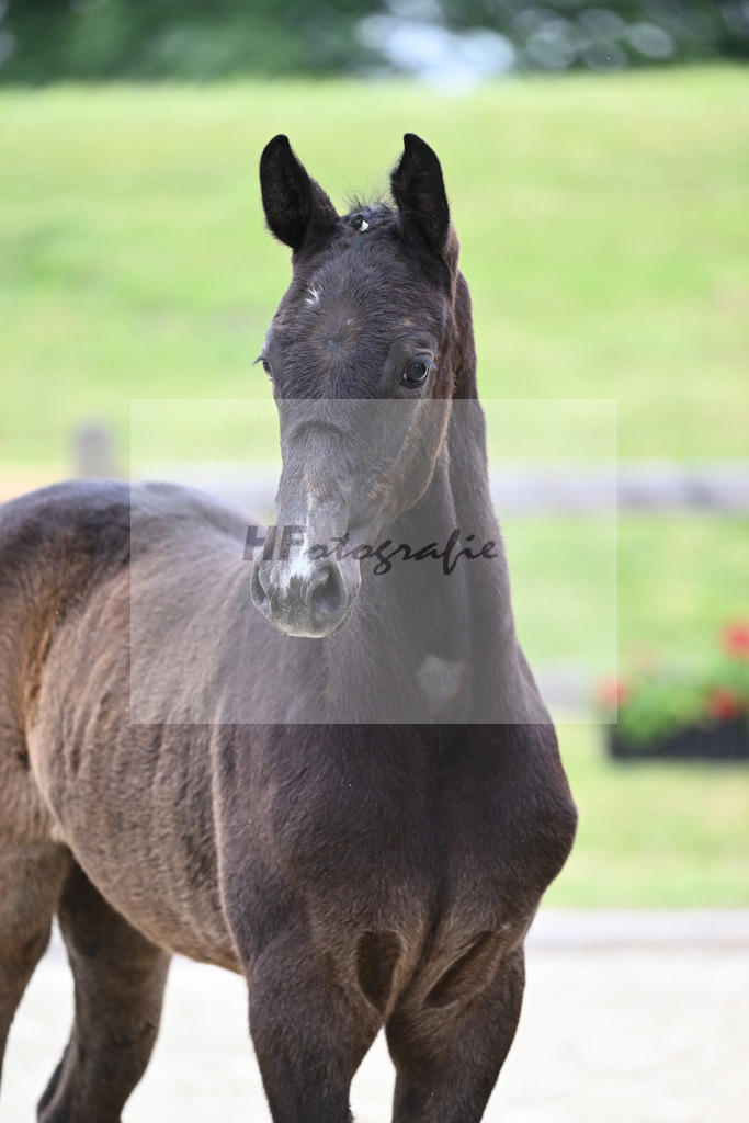 Kat-Nr. 14 SF Hickstead White_Schober_17230276 | hf-fotografie - Realizzato con Pictrs.com