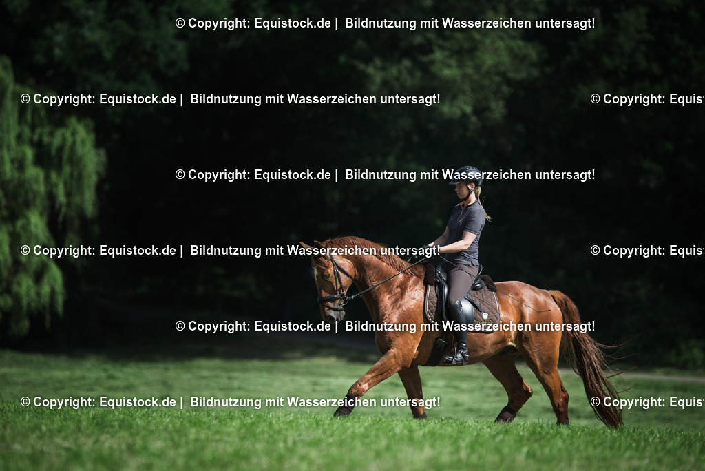 TS_20170617_Dressurpferd_Wiese_0001 1 | Foto: Thomas Hartig