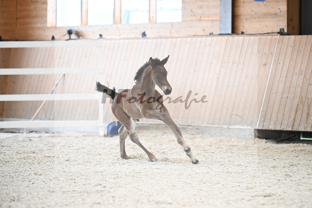 Fohlen v. Adzaro de L Abbaye B_Berger_7240562 | hf-fotografie - Realisiert mit Pictrs.com
