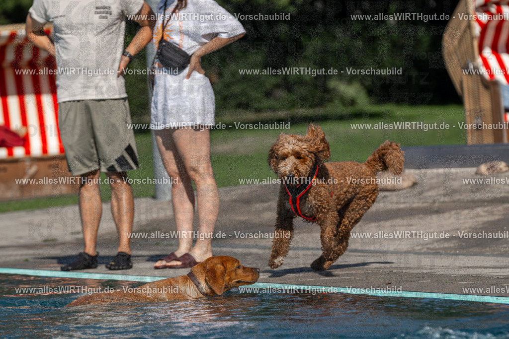 Hundeschwimmen_Volksbad_2026-allesWIRTHgut_Tierfotografie-2609061102-FAY06110 | Professionelle Tierfotografie in Mönchengladbach von Daniel Wirth (allesWIRTHgut). Liebevolle & natürliche Bilder von Hunden & Katzen für unvergessliche Erinnerungen.