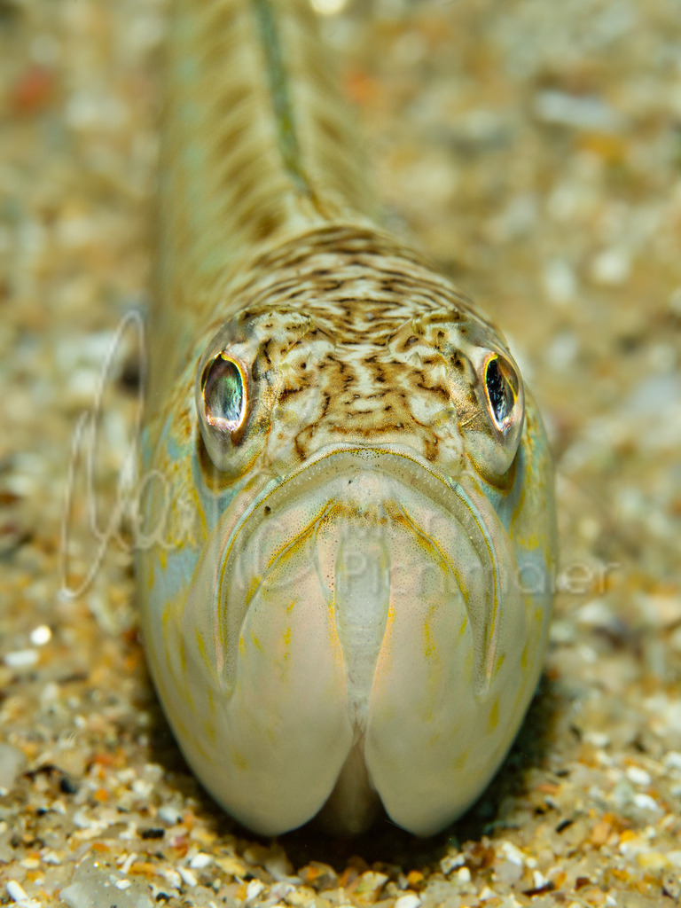 Trachinus draco | Petermännchen - Realisiert mit Pictrs.com