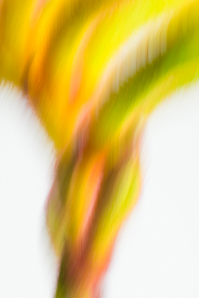 Anigozanthos flavidus, Känguruhpfötchen | Ausdrucksstarke Naturfotografien | Fotokunst Wandbilder zur Raumgestaltung für Zuhause | Praxis und Büro| Hotels und Wellness | Kanzlei und Repräsentanz. Hochwertig, individuell, flexibel. - Realisiert mit Pictrs.com