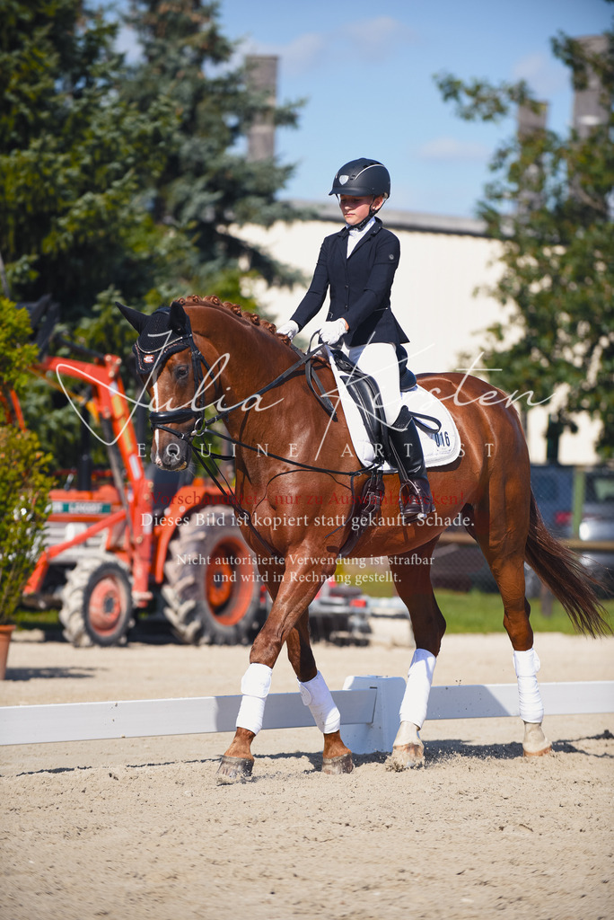 DSC_0045 | Pferde- und Turnierfotografie in Westsachsen. Pferdeportraits, Auftragszeichnungen und intuitive Kunst.