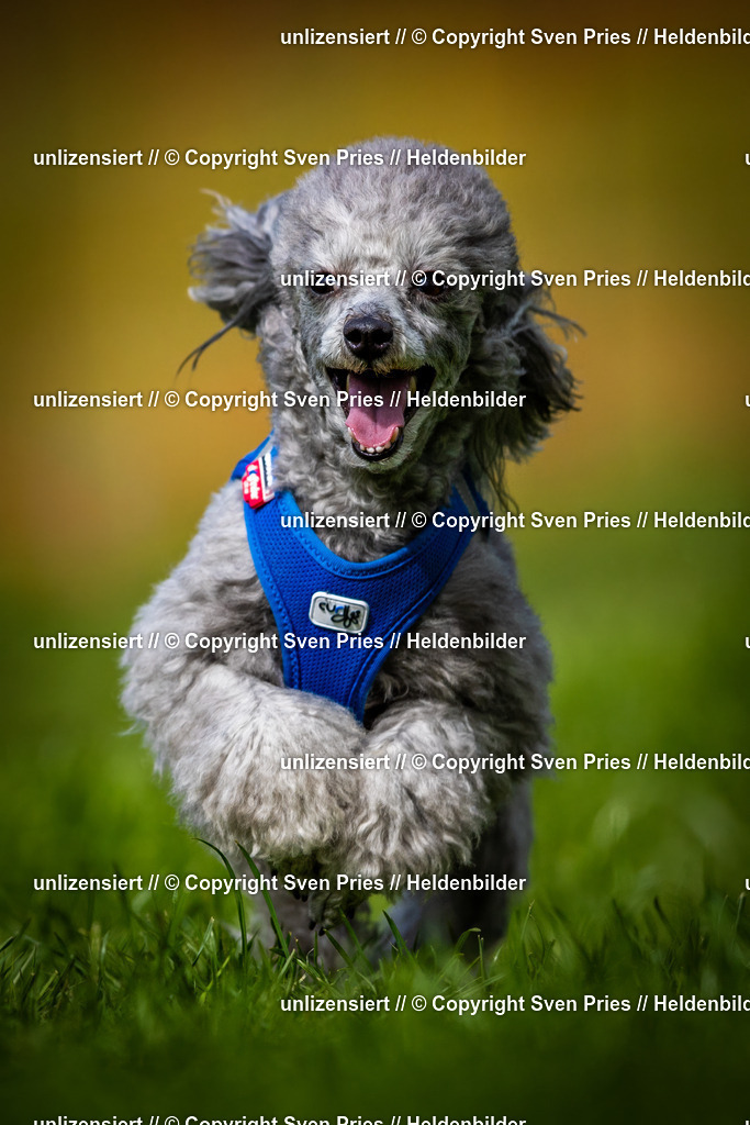 Sven Pries | 2025-04-13 - Hunderennen Baden-Baden - Realisiert mit Pictrs.com