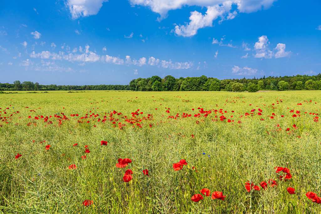 Rapsfeld mit Mohnblumen bei Hinrichsdorf | Rapsfeld mit Mohnblumen bei Hinrichsdorf.