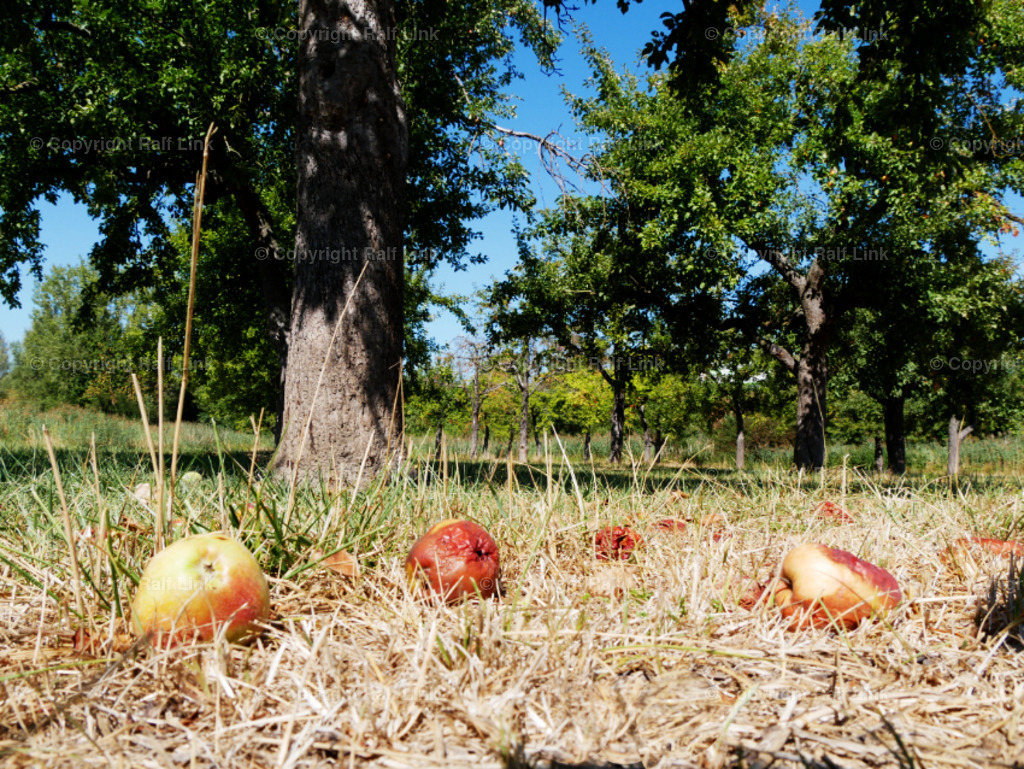 Obstwiese | Obstwiese