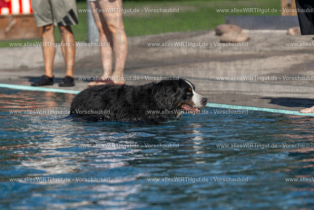 Hundeschwimmen_Volksbad_2026-allesWIRTHgut_Tierfotografie-2609061102-FAY06108 | Professionelle Tierfotografie in Mönchengladbach von Daniel Wirth (allesWIRTHgut). Liebevolle & natürliche Bilder von Hunden & Katzen für unvergessliche Erinnerungen.