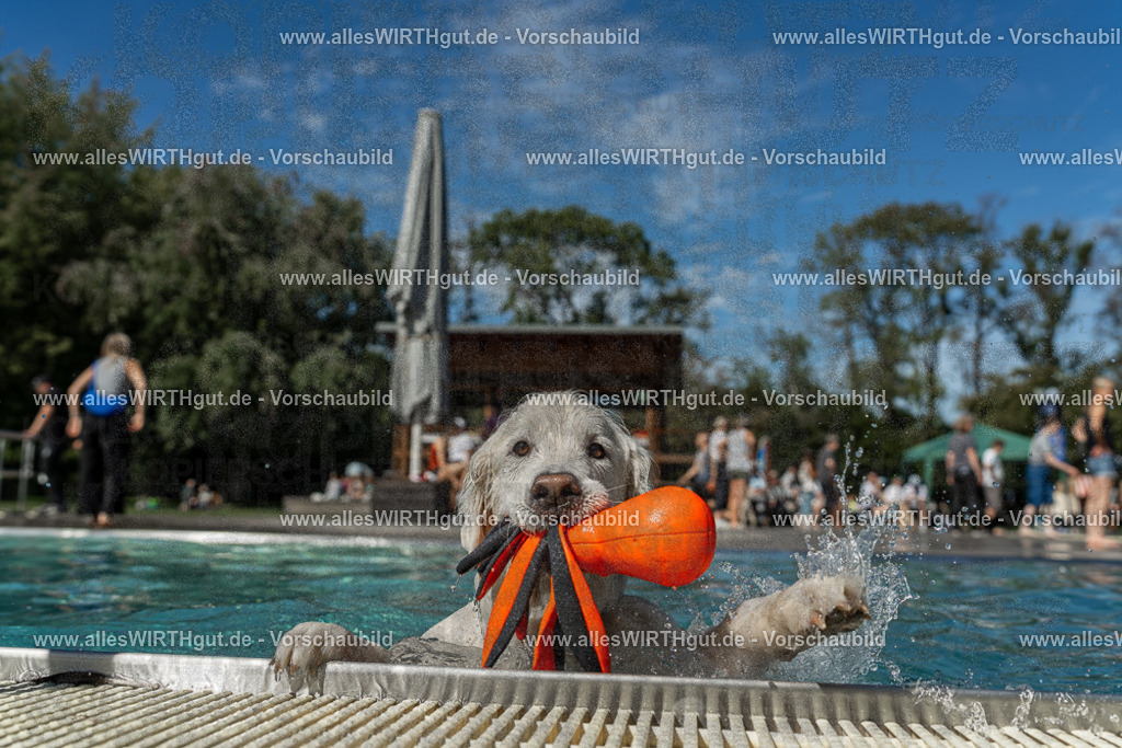 Hundeschwimmen_Volksbad_2026-allesWIRTHgut_Tierfotografie-2609061308-121805-7R500552 | Professionelle Tierfotografie in Mönchengladbach von Daniel Wirth (allesWIRTHgut). Liebevolle & natürliche Bilder von Hunden & Katzen für unvergessliche Erinnerungen.