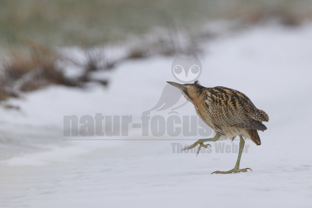 R5M22709_20260111 | Eine Rohrdommel (Botaurus stellaris) steht auf einer weiten, schneebedeckten Fläche. Ihr braun-schwarz gestreiftes Gefieder bietet eine hervorragende Tarnung in der winterlichen Umgebung. Der Vogel hat den Kopf leicht nach oben gerichtet und ein Bein angehoben, als würde er vorsichtig einen Schritt machen oder lauschen. Im Hintergrund sind verschwommene, schneebedeckte Vegetation und ein grauer Himmel zu erkennen, was die winterliche Atmosphäre unterstreicht. - Realisiert mit Pictrs.com