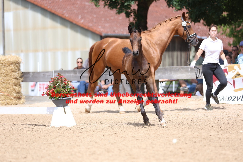 Fohlenschau_Schwäbisch_Hall_dressurbetonte_Fohlen_KN 12_1 | lmwpictures - Realisiert mit Pictrs.com
