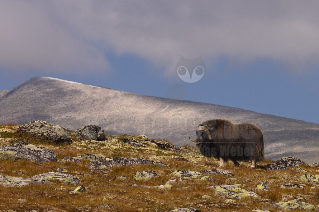 R5NF2771_20240802 | Die wild lebenden Moschusochsen sind eine der Hauptattraktionen des Dovrefjell-Nationalparks an der Grenze zwischen Süd- und Mittelnorwegen. Sie gehören zu den wenigen Tieren, die es in Europa gibt und lassen sich bei einem Besuch des Nationalparks gut beobachten. Rund 80 bis 100 Tiere leben im Westen des Parks in der kargen, kalten Fjellregion, die sie auf der Suche nach ihren Nahrungspflanzen durchstreifen.  - Realisiert mit Pictrs.com