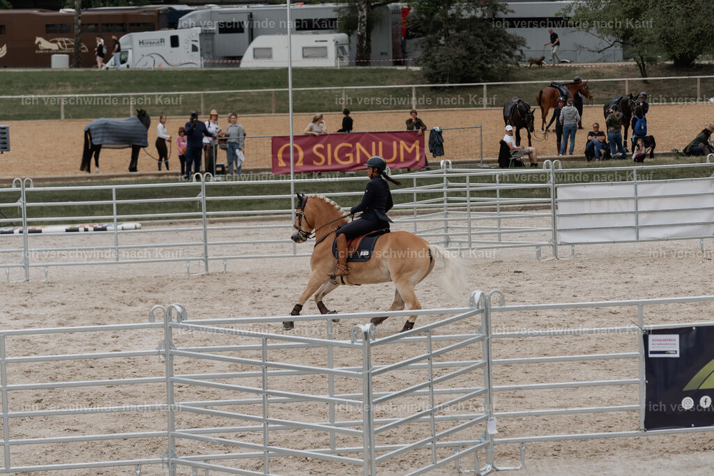 WE__Stoib_Rinder_PI2025_3081 | Pferd International München 2025