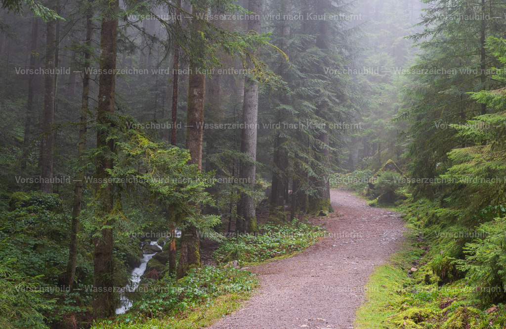 Im Schwarzwald | Ein nebliger Tag im Februar - Realisiert mit Pictrs.com