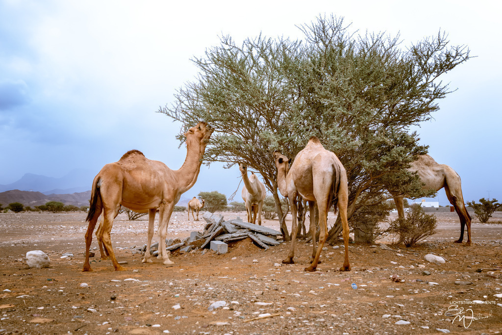 Dromedare irgendwo im Nirgendwo, zwischen Sur und Bidiyya, Oman | Herzlich willkommen auf meiner Seite! Ich bin Elke Wallnisch, Deine Fotografin für lichtstarke Momente. Der Name steht für alles, was mich mit der Fotografie verbindet: Das Licht und seine machtvolle Wirkung auf eine Situation oder unsere Stimmung - Realisiert mit Pictrs.com
