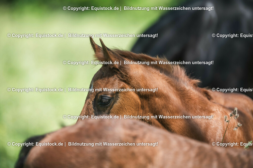 20210617_Fohlen_0129 | Foto: Thomas Hartig