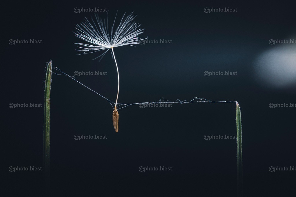 IMGC1707 | photobiest - Realisiert mit Pictrs.com