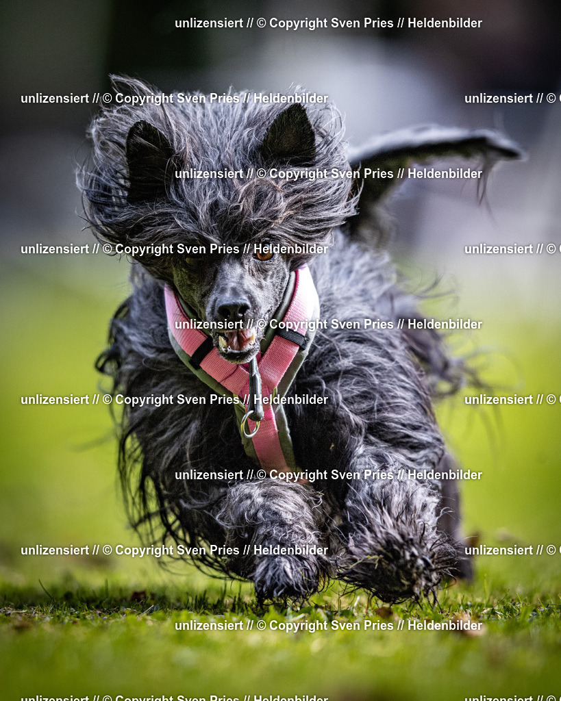 Sven Pries | 2025-10-03 - Hunderennen Obergrombach - Realisiert mit Pictrs.com