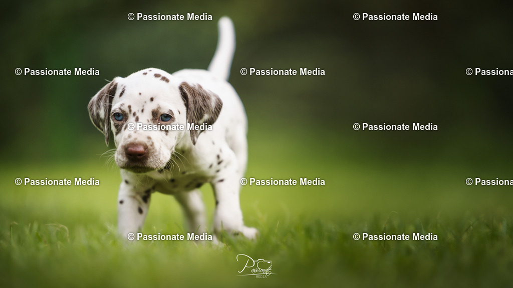 DSC05050 | Passionate Media, dein Fotograf aus Brandenburg, Märkisch Oderland, im Bereich Motorsport, Autos und Motorräder sowie Events und auch Hunde. Shootings oder auch Eventbegleitungen können bei mir gebucht we