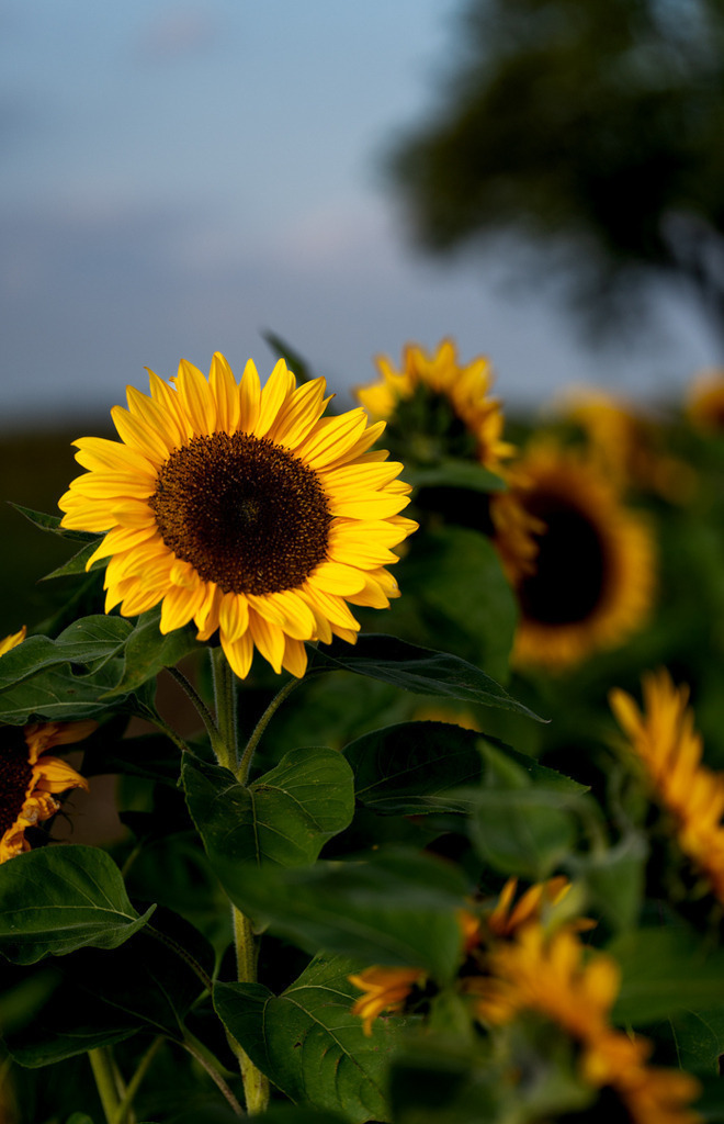 _DSC8422 | fotografie33