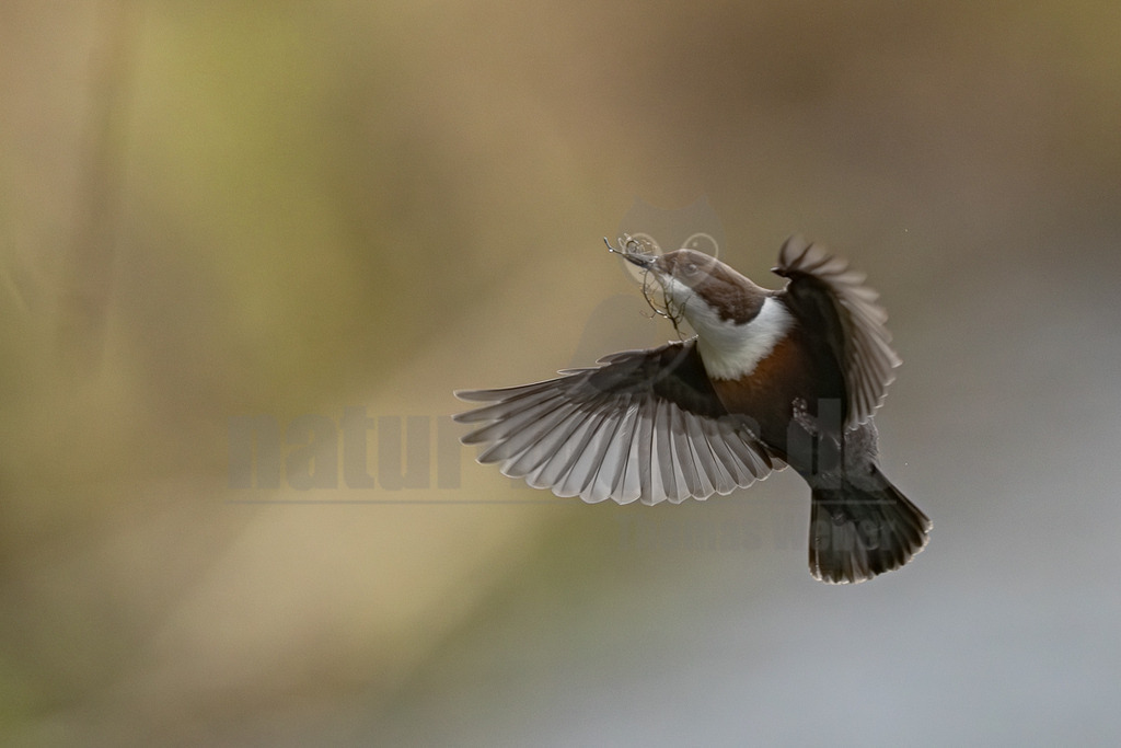R5M26691_20260228 | Eine Wasseramsel (Cinclus cinclus) fliegt mit ausgebreiteten Flügeln und transportiert Nistmaterial in ihrem Schnabel. Die Interaktion des Sammelns von Nistmaterial deutet auf den Bau eines Nestes hin. Der Hintergrund ist unscharf und zeigt eine Mischung aus Grün- und Blautönen. - Realisiert mit Pictrs.com