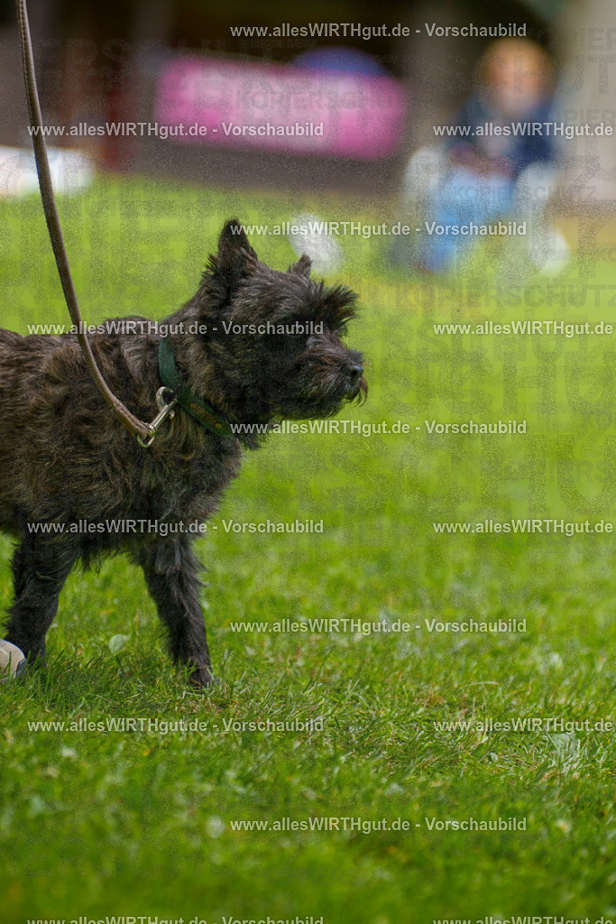 @allesWIRTHgut_Tierfotografie - www.allesWIRTHgut.de - 130108-7R509682 | Professionelle Tierfotografie in Mönchengladbach von Daniel Wirth (allesWIRTHgut). Liebevolle & natürliche Bilder von Hunden & Katzen für unvergessliche Erinnerungen.