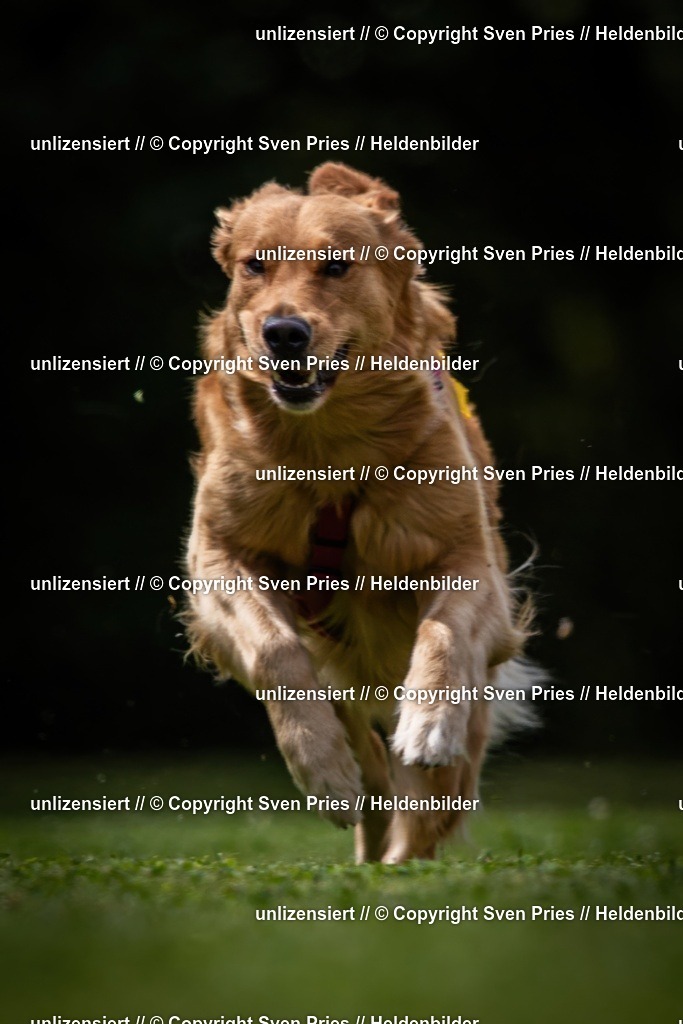 Sven Pries | 19. Allgemeines Hunderennen Karlsruhe Durlach - Realisiert mit Pictrs.com