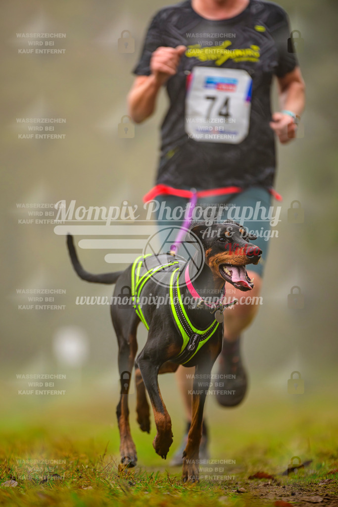 MompixPhotography_Bischwiller2025_Canicross-63 | mompixphotography