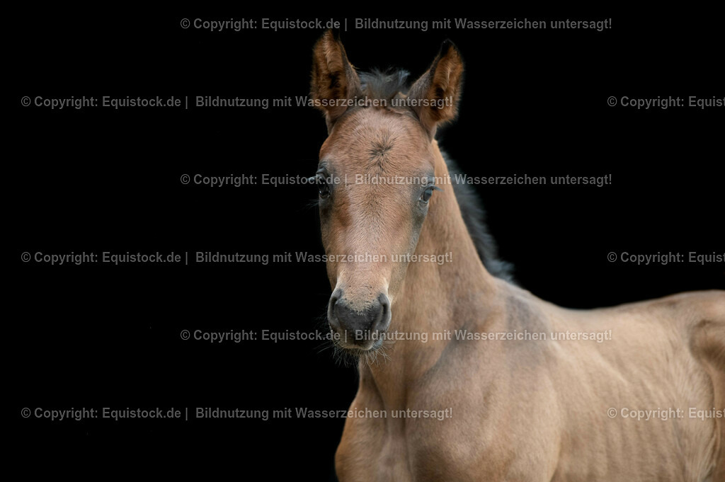20210316_Fohlen_0090 | equistock