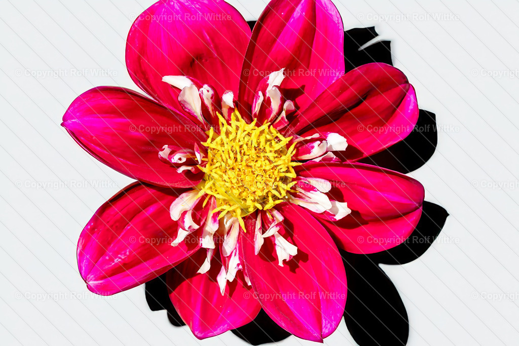 blüt3.3 | Die Blume im Schattenspiel - Realisiert mit Pictrs.com