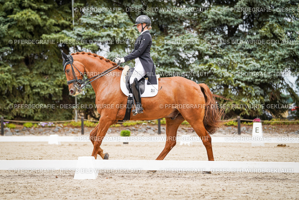 DSC05134 | Pferdegrafie