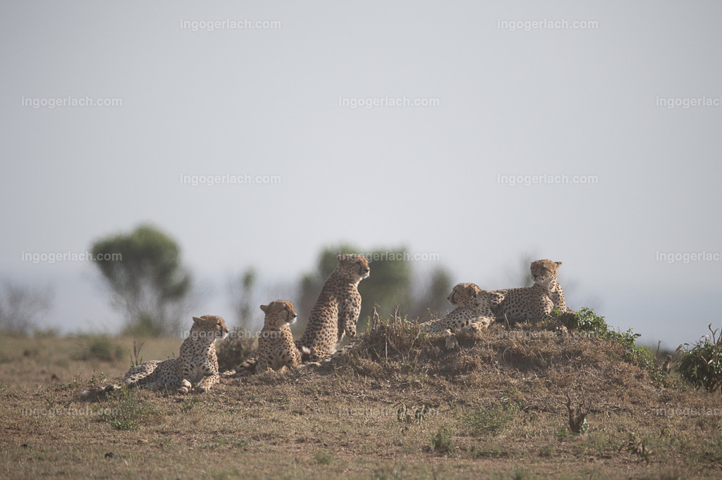 Die Gepardenkoalition beim Sonnenuntergang | Die fünf Gepardenbrüder oder auch Gepardenkoalition genannt fotogen auf einem Hügel bei Sonnenuntergang

