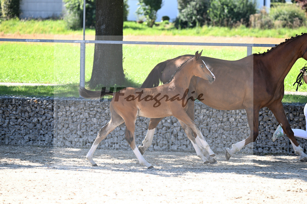 Kat-Nr. 7 Fuerst Grandios x Diamond Hit_HF_Hirschinger_26250119 | hf-fotografie - Realisiert mit Pictrs.com