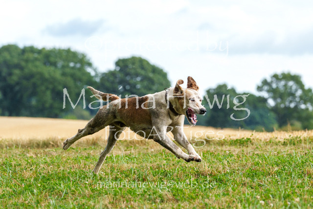 Jagd Knoop 26_MarinaHewigMCH02587 | Fotografie, FotoArt, PferdesportArt, Pferdesportfotografie, Landschaftsfotografie, Reisefotografie, Reise, Pferde - Realisiert mit Pictrs.com