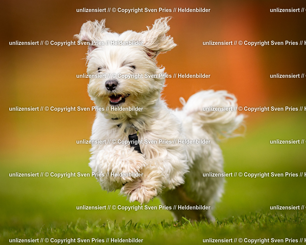 Sven Pries | 2024-09-22 - Hunderennen Baden-BadenPudelverein - Realisiert mit Pictrs.com