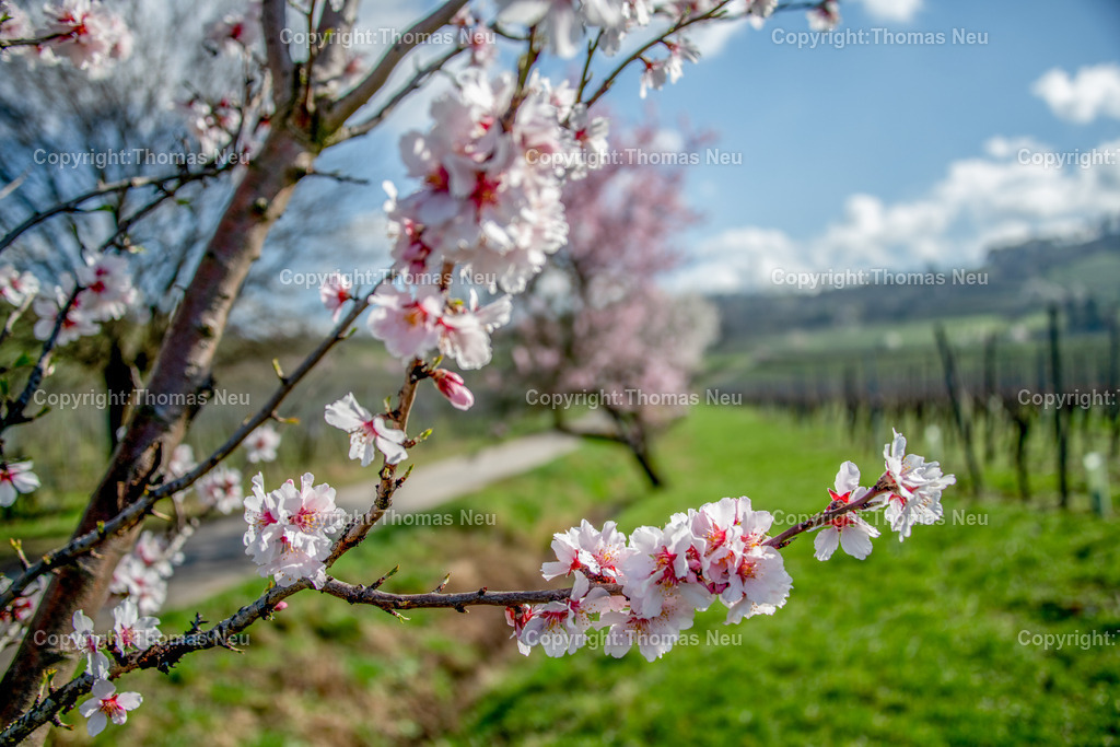 mandelbluete-kirchberg-bensheim-Bensheim-Fruehling-bergstrasse-kirche-sankt-georgFotografie-thomas-neu.jpg-20 | Blühender Mandelbaum im Frühling am Bensheimer Kirchberg mit Blick über die Stadt und die Weinberge an der Hessischen Bergstraße. Die Kirche Sankt Georg dominiert das Stadtbild,