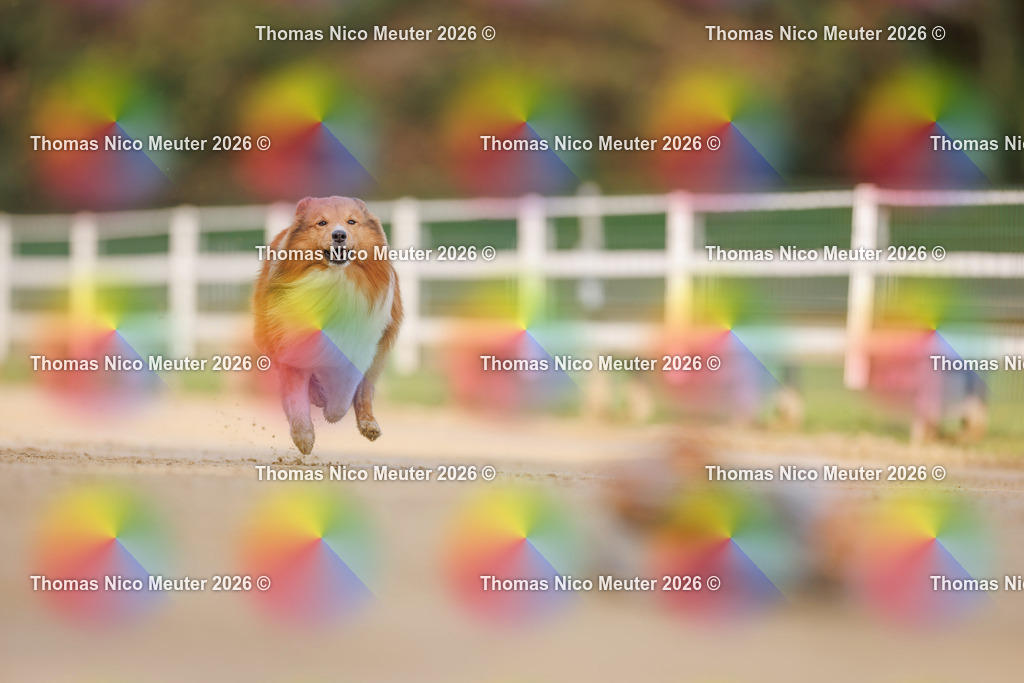 Thomas_Nico_Meuter(C)_03. Oktober 2026_223A6108 | Bild von Thomas Nico Meuter - Realisiert mit Pictrs.com