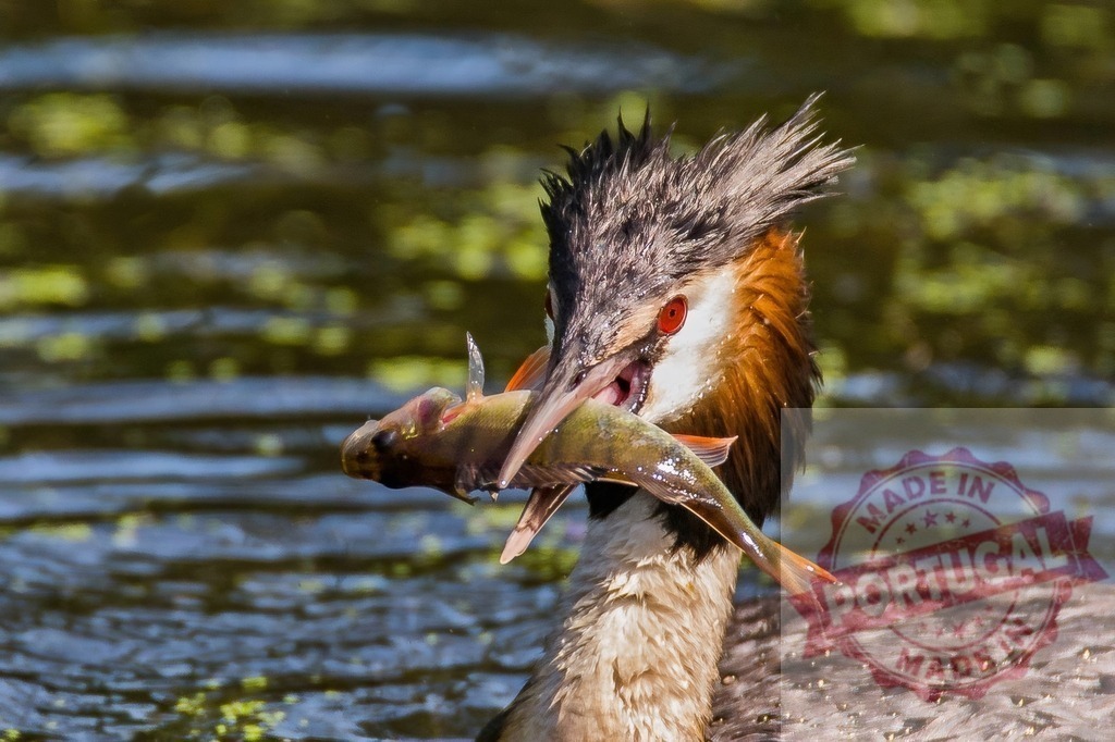 Great crested grebe catching fish in lake | Great crested grebe hunting and eating a fish in natural habitat - Realisiert mit Pictrs.com