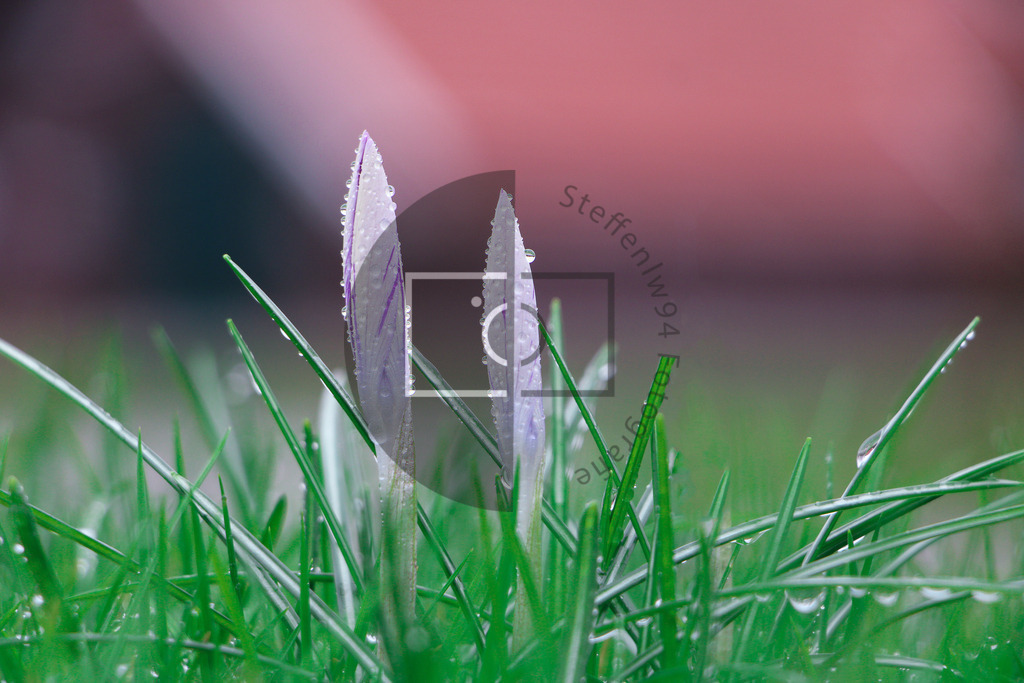 Wandbild Krokusse lila | Ich bin Fotograf und auf meiner Webseite hast du die Möglichkeit meine fotografie als Wandbilder druckfertig für dein Zuhause zu bestellten. - Realisiert mit Pictrs.com