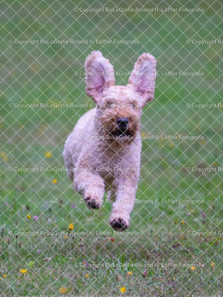 Hund_13 | Hund rennt so schnell dass seine Ohren wie Hasenohren nach oben stehen - Realisiert mit Pictrs.com