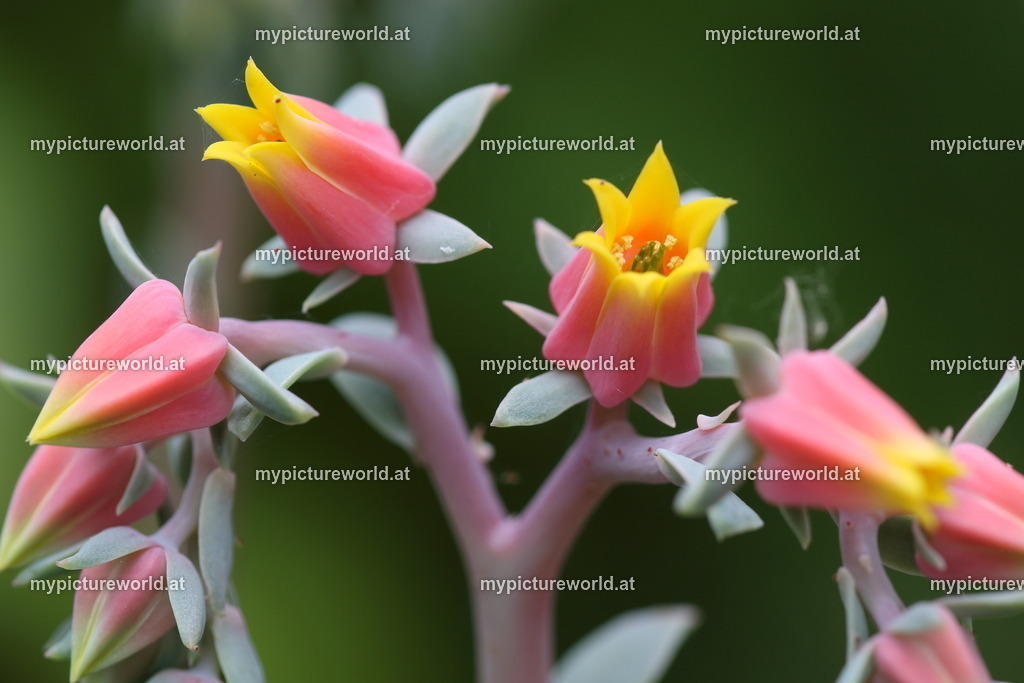 Echeveria derenbergii-002 | Das Bilderarchiv über Tiere, Planzen und Landschaften. In der Bilddatenbank finden Sie ein große Auswahl an hochwertigen Bilder für Ihre Werbung - Realized with Pictrs.com