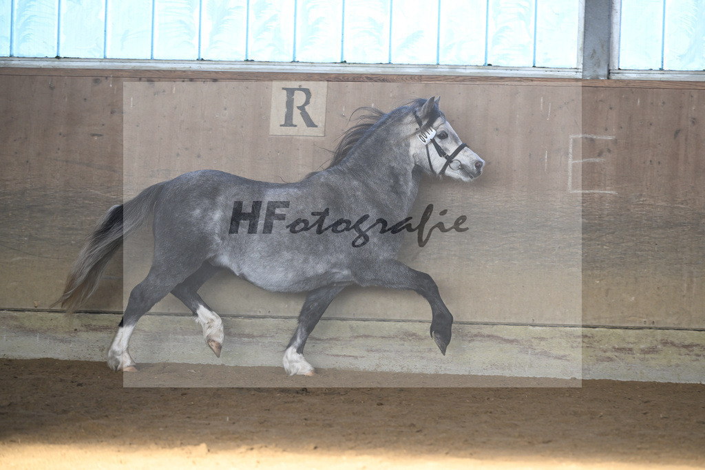 Kat-Nr. 17 Linderich Trudolfo v. Voermanhof Nicolas_ZG Seitle u Necker_49250757 | hf-fotografie - Realisiert mit Pictrs.com