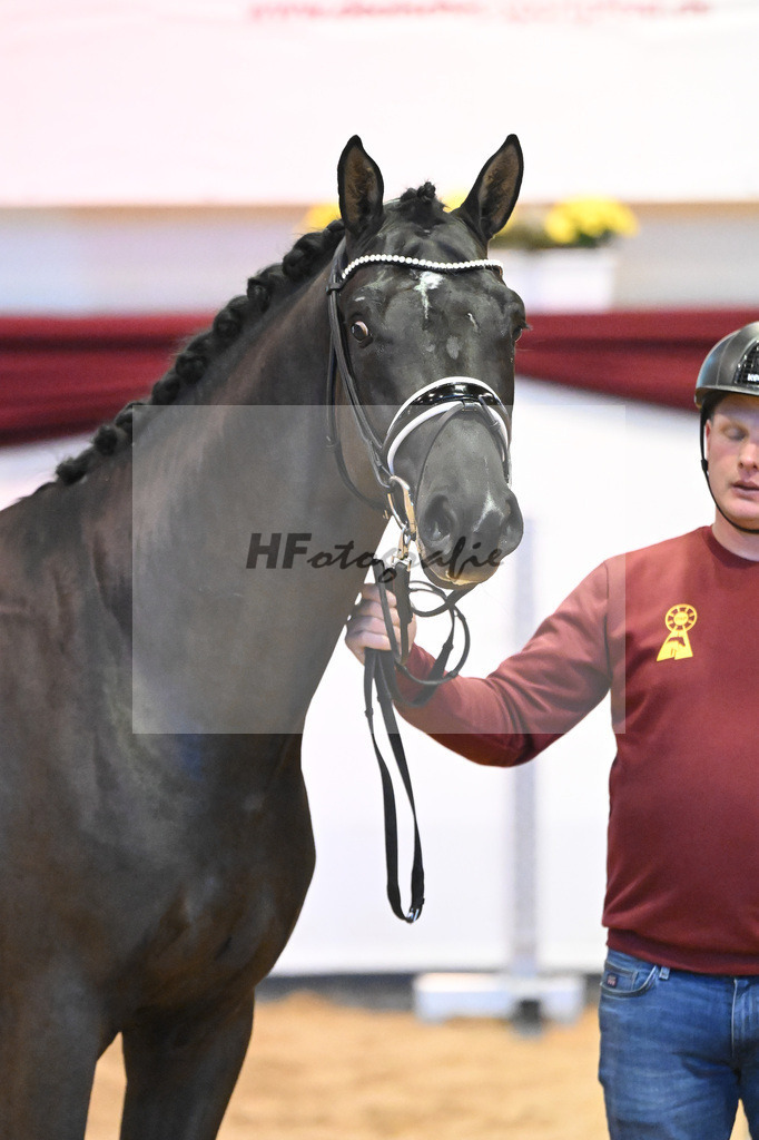 Kat-Nr. 45 v. Pegase vant Ruytershof_Zurich_66221202 | hf-fotografie - Realisiert mit Pictrs.com