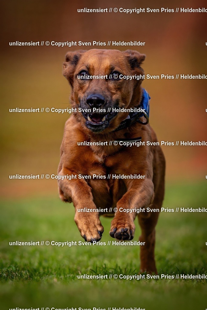 Sven Pries | 2024-09-22 - Hunderennen Baden-BadenPudelverein - Realisiert mit Pictrs.com