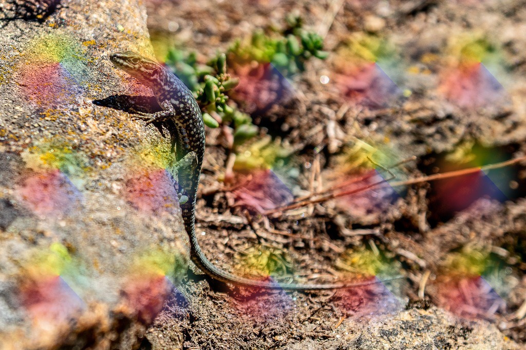 2023090245 | FineArtPrint, Hahnemühle, FeeGalerie, Fee Galerie, Fotokunst, Fotografie, Canonphotography, Bergfoto, Matterhorn, Rimpfischhorn, Allalinhorn, Saas-Fee, Wallis, Valais, Switzerland, Bergfotografie