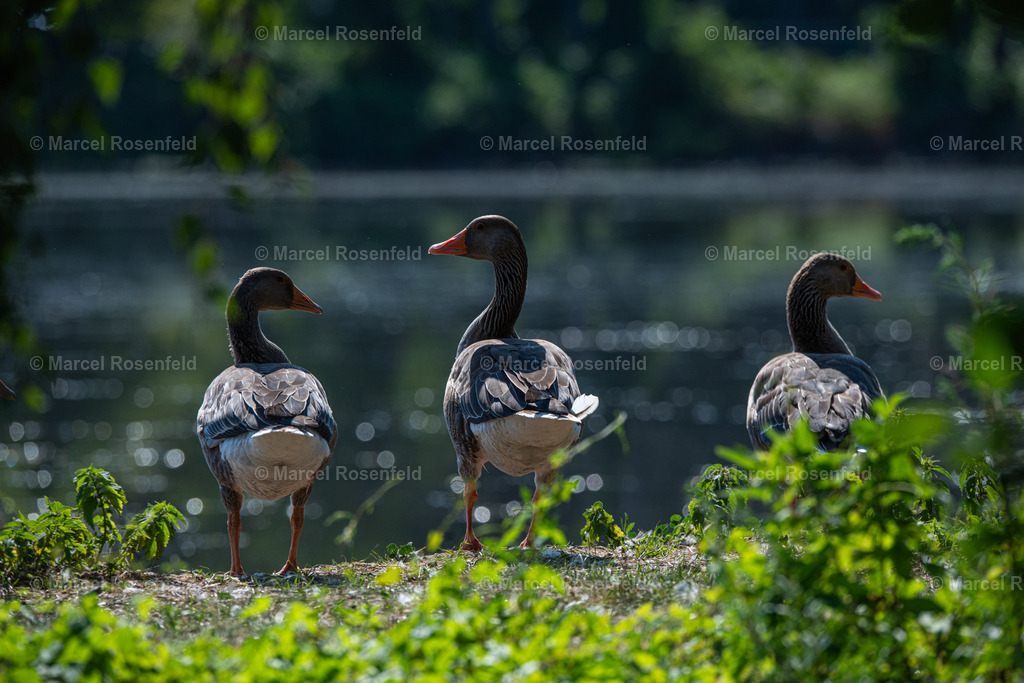 _DSC8754 (1) | foto-rosenfeld
