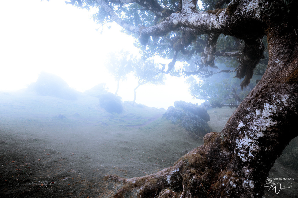 Fanal; Hochebene Paul da Serra; Madeira | Herzlich willkommen auf meiner Seite! Ich bin Elke Wallnisch, Deine Fotografin für lichtstarke Momente. Der Name steht für alles, was mich mit der Fotografie verbindet: Das Licht und seine machtvolle Wirkung auf eine Situation oder unsere Stimmung - Realisiert mit Pictrs.com