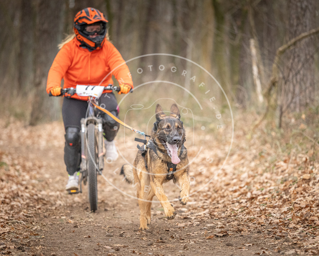 Pfotenfotografie_DV3A5788 | Hundefotografie, Tierfotograf, Pfotenfotografie, Fotoshooting Hund, Hunde Portrait, Hundesport, Hundeportraits, Heideshooting, Hunde, Sportfotograf, Hundefotograf, Turnierhundsport, THS,  - Realisiert mit Pictrs.com