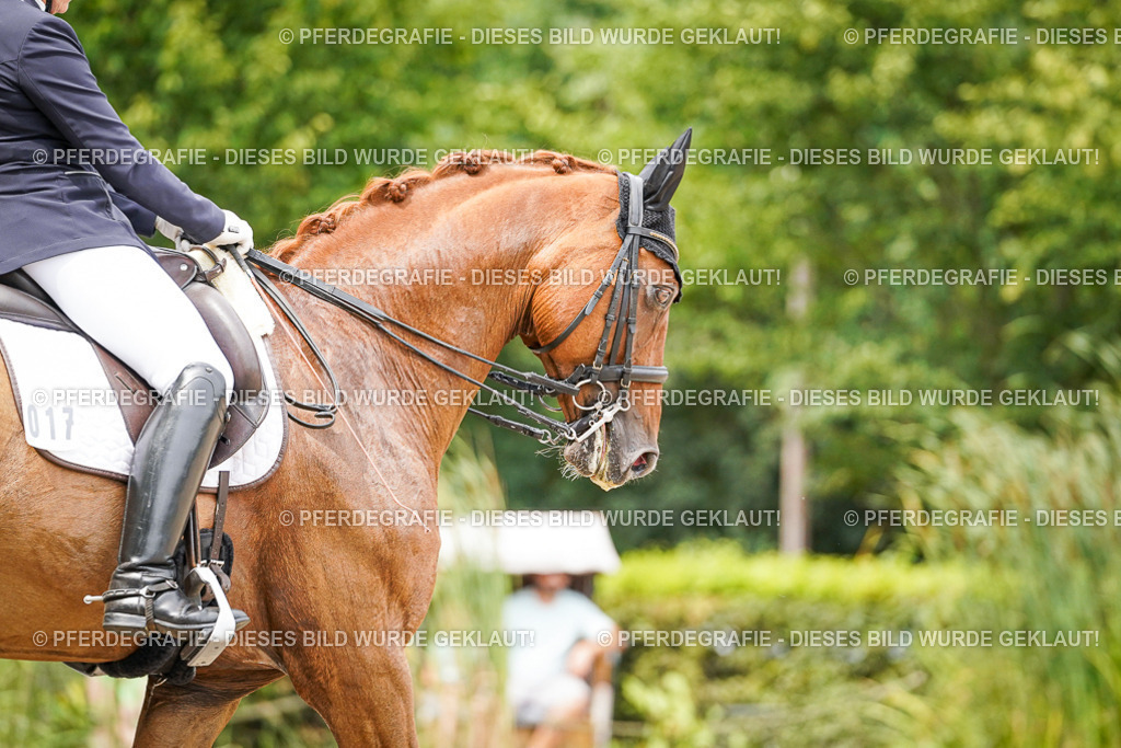 DSC04941 | Pferdegrafie