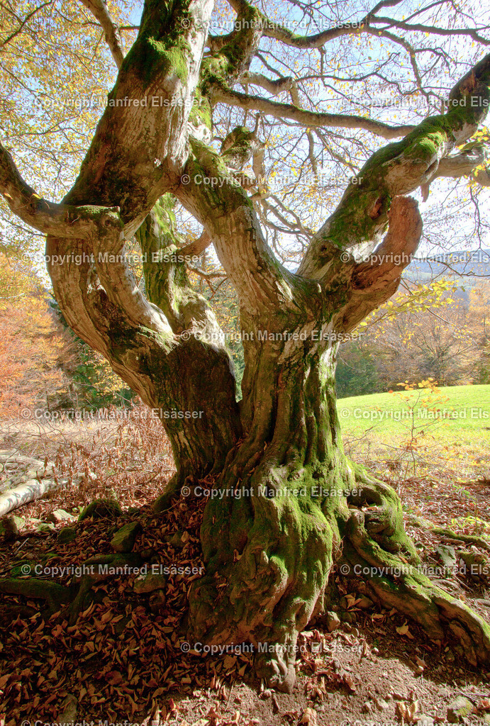 Uralte Buche im Novemberlicht WB-019 | Wald, Ruhe, Erholung, Abschalten, relaxen, Augenoasen, Kraft tanken, Waldbaden, Stress reduzieren, Bäume, Kirschblüten, Frühlingswald, Sonne im Wald, Licht im Wald, Herbstwald, Waldwege, Gebirgswald, Wasser im Wald, Felsen im Wald, - Realisiert mit Pictrs.com