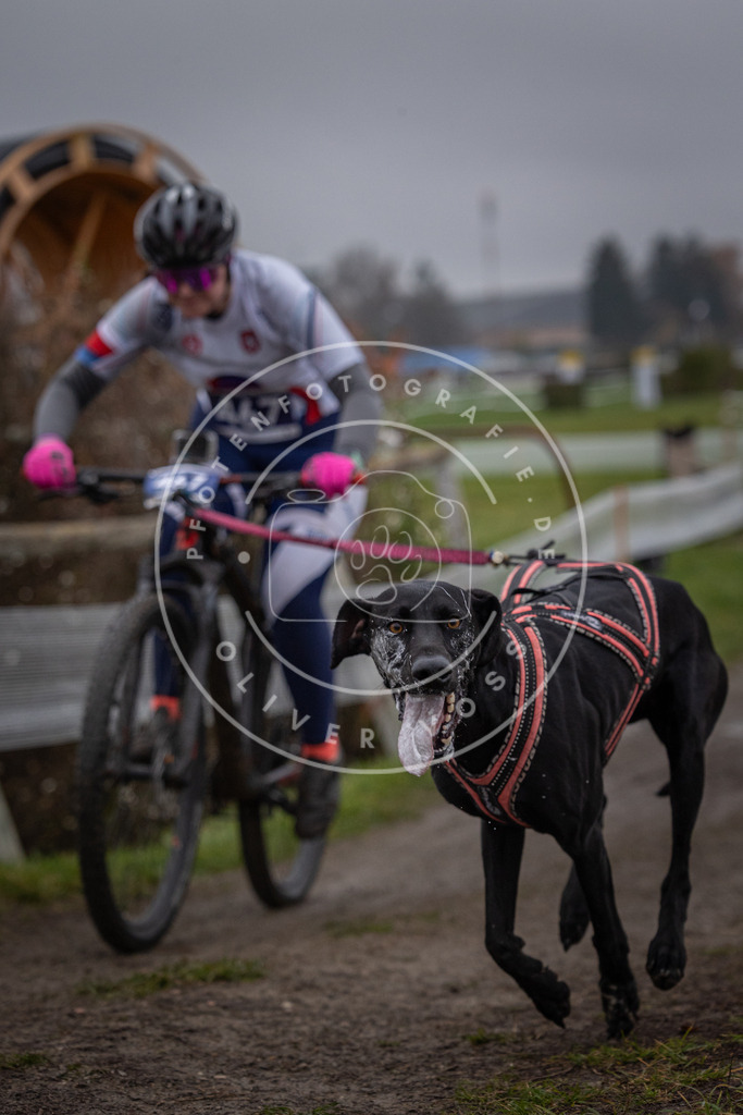 CaniXpix_0L8A1598 | Hundefotografie, Tierfotograf, Pfotenfotografie, Fotoshooting Hund, Hunde Portrait, Hundesport, Hundeportraits, Heideshooting, Hunde, Sportfotograf, Hundefotograf, Turnierhundsport, THS,  - Realisiert mit Pictrs.com